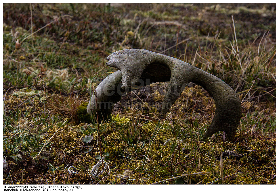 ����������� ������, ������, ����, ������������ ������, ������, ����, ���������, �������� ������, ������ ������, ����, ������ ����, ������, ����, �����, �������� �����, ��������� ������, ������, ��������, ��������, �������������, �������������, �����, �����, XYZ, ��������, ������, Cervidae, �������� �����, ������, Rangifer tarandus, ���������� ����