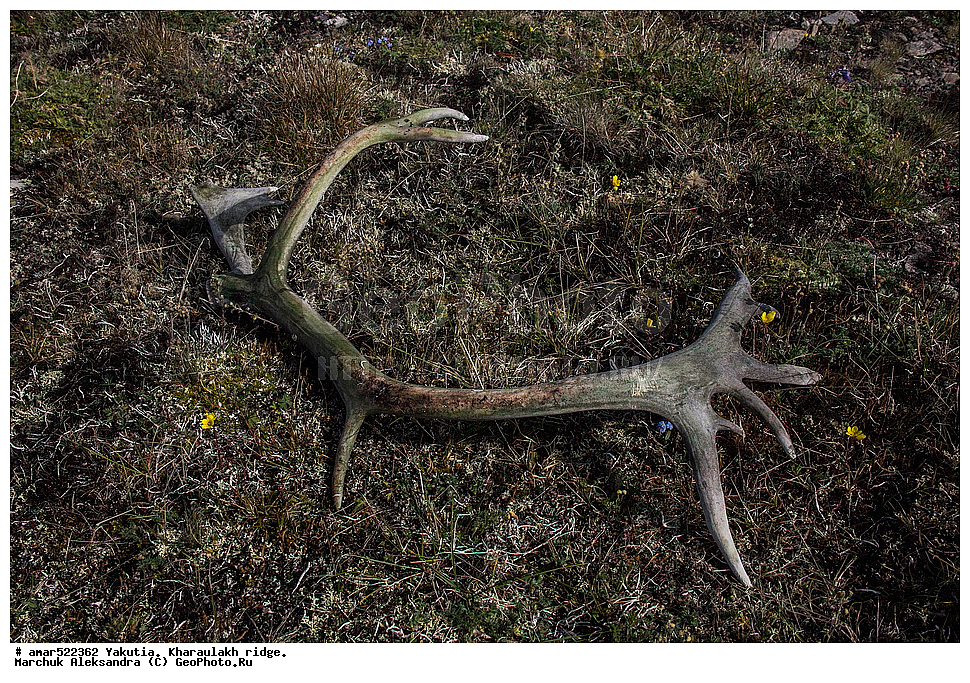 ����������� ������, ������, ����, ������������ ������, ������, ����, ���������, �������� ������, ������ ������, ����, ������ ����, ������, ����, �����, �������� �����, ��������� ������, ������, ��������, ��������, �������������, �������������, �����, �����, XYZ, ��������, ������, Cervidae, �������� �����, ������, Rangifer tarandus, ���������� ����