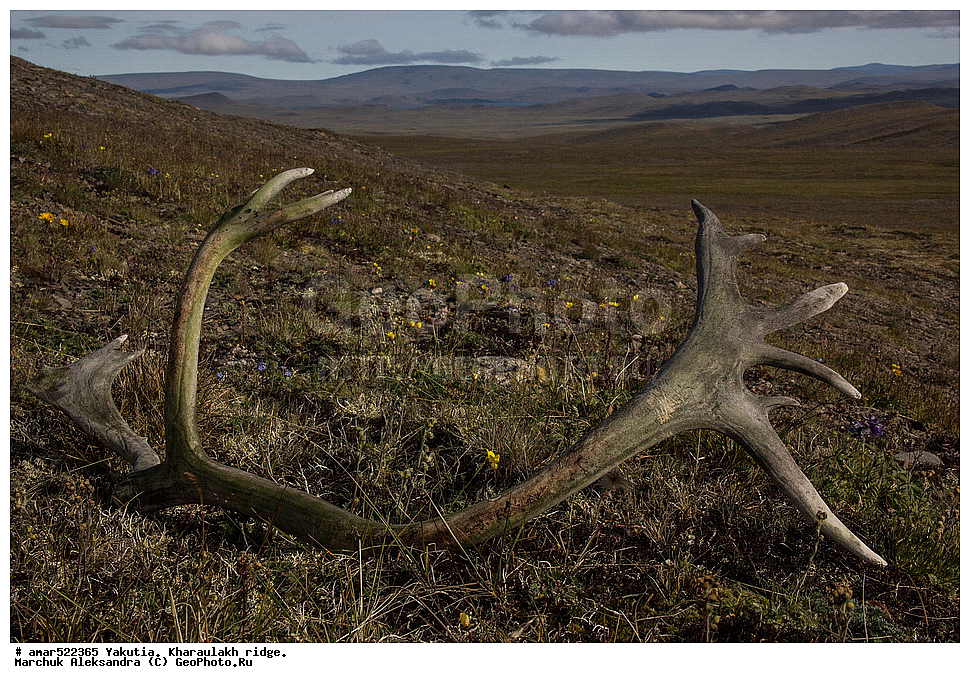 ����������� ������, ������, ����, ������������ ������, ������, ����, ���������, �������� ������, ������ ������, ����, ������ ����, ������, ����, �����, �������� �����, ��������� ������, ������, ��������, ��������, �������������, �������������, �����, �����, XYZ, ��������, ������, Cervidae, �������� �����, ������, Rangifer tarandus, ���������� ����