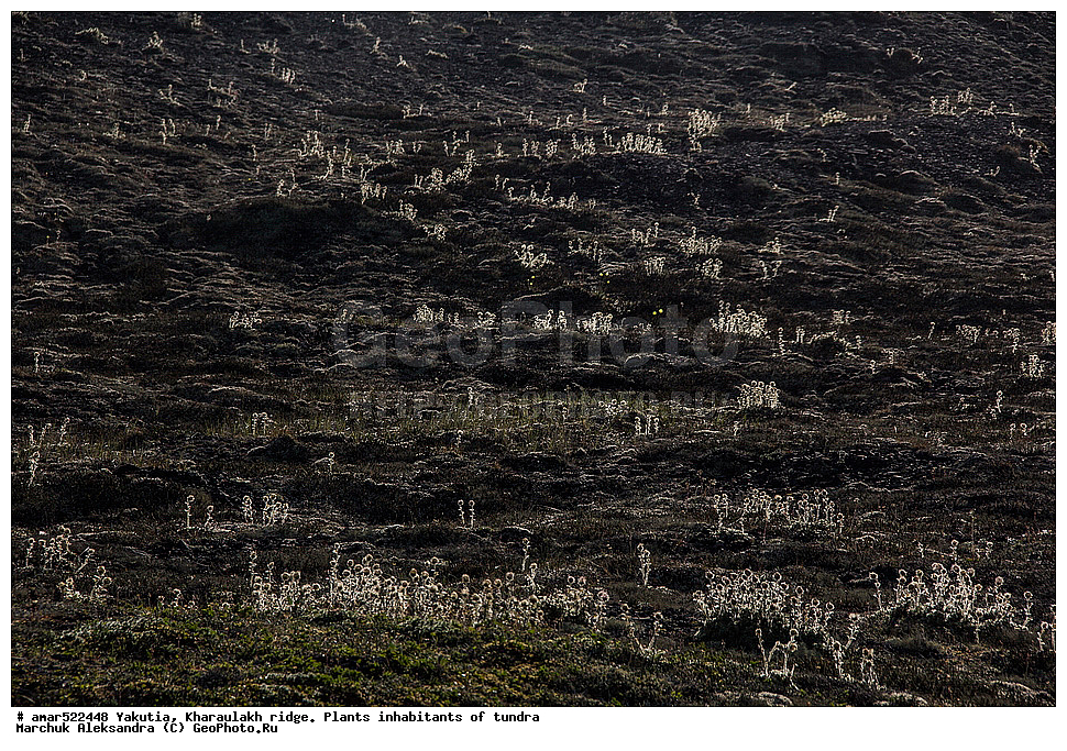 ����������� ������, ������, ����, ������������ ������, ������, ����, ���������, �������� ������, ������ ������, ����, ������������ �������, ������, ��������, �����, ��������� ������, ������, �����, ������, ������ ��������, �����, ���������� ��������, ������������ ��������, ������������ ��������, ������, �����, XYZ, ������������, �������, �����������, Rosaceae, ����������� �������, ������������ �������, Acomastylis glacialis, Adamsia glacialis, Geum glaciale, Novosieversia glacialis, Sieversia glacialis