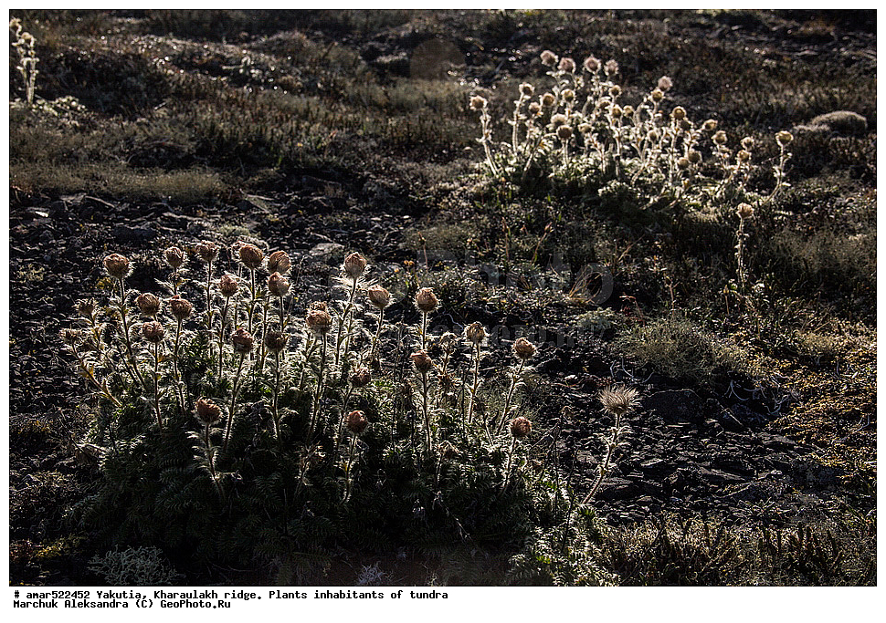 ����������� ������, ������, ����, ������������ ������, ������, ����, ���������, �������� ������, ������ ������, ����, ������������ �������, ������, ��������, �����, ��������� ������, ������, �����, ������, ������ ��������, �����, ���������� ��������, ������������ ��������, ������������ ��������, ������, �����, XYZ, ������������, �������, �����������, Rosaceae, ����������� �������, ������������ �������, Acomastylis glacialis, Adamsia glacialis, Geum glaciale, Novosieversia glacialis, Sieversia glacialis