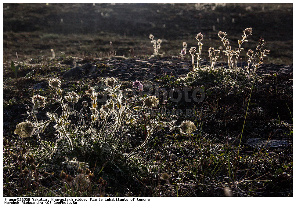 ����������� ������, ������, ����, ������������ ������, ������, ����, ���������, �������� ������, ������ ������, ����, ������������ �������, ������, ��������, �����, ��������� ������, ������, �����, ������, ������ ��������, �����, ���������� ��������, ������������ ��������, ������������ ��������, ������, �����, XYZ, ������������, �������, �����������, Rosaceae, ����������� �������, ������������ �������, Acomastylis glacialis, Adamsia glacialis, Geum glaciale, Novosieversia glacialis, Sieversia glacialis