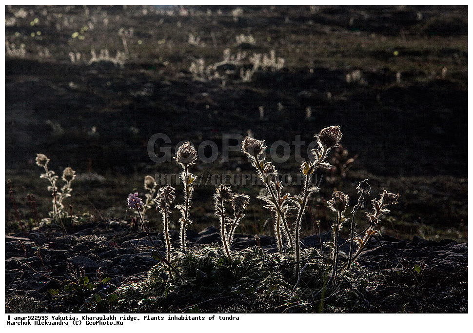 ����������� ������, ������, ����, ������������ ������, ������, ����, ���������, �������� ������, ������ ������, ����, ������������ �������, ������, ��������, �����, ��������� ������, ������, �����, ������, ������ ��������, �����, ���������� ��������, ������������ ��������, ������������ ��������, ������, �����, XYZ, ������������, �������, �����������, Rosaceae, ����������� �������, ������������ �������, Acomastylis glacialis, Adamsia glacialis, Geum glaciale, Novosieversia glacialis, Sieversia glacialis