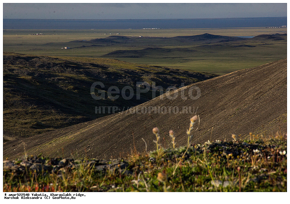 ����������� ������, ������, ����, ������������ ������, ������, ����, ���������, �������� ������, ������ ������, ����, ���� ��������, ������������ �������, ������, �����, ��������� ������, ������, ������, ������ ��������, �����, ���������� ��������, ������������ ��������, ������������ ��������, ������, �����, XYZ, ������������, �������, �����������, Rosaceae, ����������� �������, ������������ �������, Acomastylis glacialis, Adamsia glacialis, Geum glaciale, Novosieversia glacialis, Sieversia glacialis