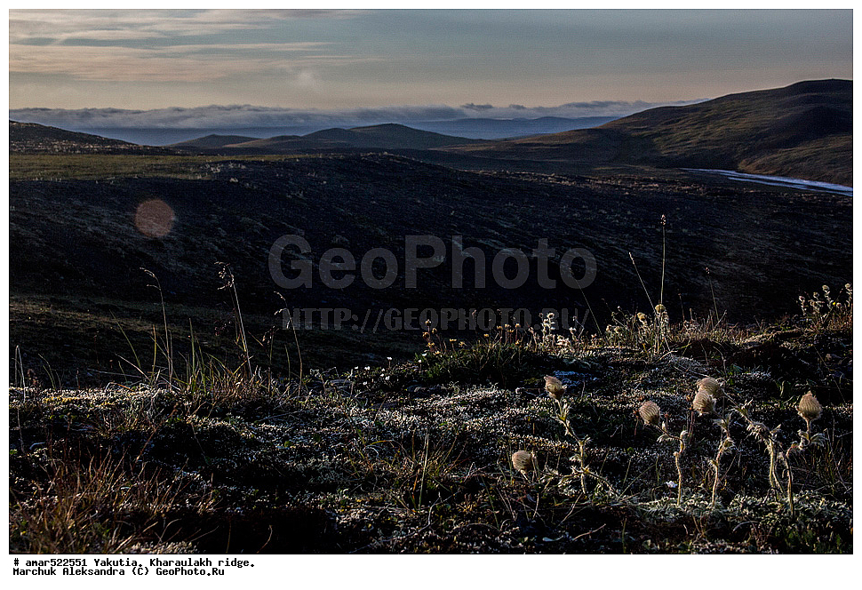 ����������� ������, ������, ����, ������������ ������, ������, ����, ���������, �������� ������, ������ ������, ����, ������������ �������, ������, ��������, �����, ��������� ������, ������, �����, ������, ������ ��������, �����, ���������� ��������, ������������ ��������, ������������ ��������, ������, �����, XYZ, ������������, �������, �����������, Rosaceae, ����������� �������, ������������ �������, Acomastylis glacialis, Adamsia glacialis, Geum glaciale, Novosieversia glacialis, Sieversia glacialis