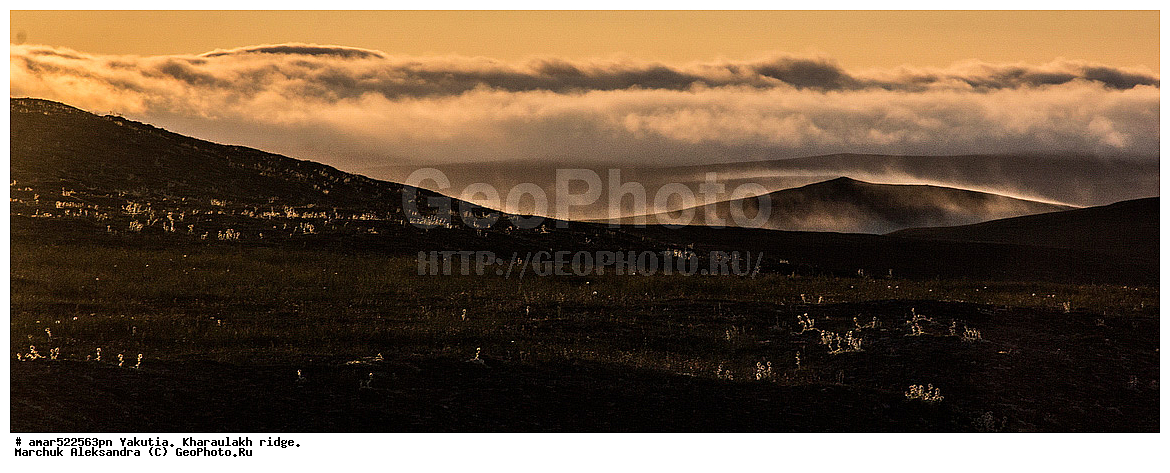 ����������� ������, ������, ����, ������������ ������, ������, ����, ���������, �������� ������, ������ ������, ����, ������������ �������, ������, ��������, �����, ��������� ������, ������, ������, �����, ������, ������ ��������, �����, ���������� ��������, ������������ ��������, ������������ ��������, ������, �����, XYZ, ������������, �������, �����������, Rosaceae, ����������� �������, ������������ �������, Acomastylis glacialis, Adamsia glacialis, Geum glaciale, Novosieversia glacialis, Sieversia glacialis