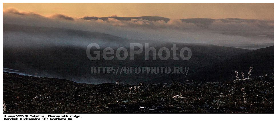 ����������� ������, ������, ����, ������������ ������, ������, ����, ���������, �������� ������, ������ ������, ����, ������������ �������, ������, ��������, �����, ��������� ������, ������, ������, �����, ������, ������ ��������, �����, ���������� ��������, ������������ ��������, ������������ ��������, ������, �����, XYZ, ������������, �������, �����������, Rosaceae, ����������� �������, ������������ �������, Acomastylis glacialis, Adamsia glacialis, Geum glaciale, Novosieversia glacialis, Sieversia glacialis