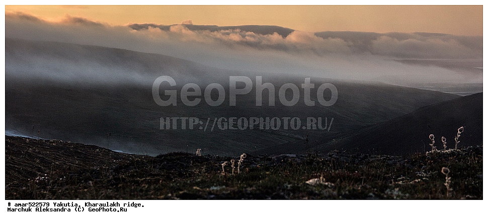 ����������� ������, ������, ����, ������������ ������, ������, ����, ���������, �������� ������, ������ ������, ����, ������������ �������, ������, ��������, �����, ��������� ������, ������, ������, �����, ������, ������ ��������, �����, ���������� ��������, ������������ ��������, ������������ ��������, ������, �����, XYZ, ������������, �������, �����������, Rosaceae, ����������� �������, ������������ �������, Acomastylis glacialis, Adamsia glacialis, Geum glaciale, Novosieversia glacialis, Sieversia glacialis