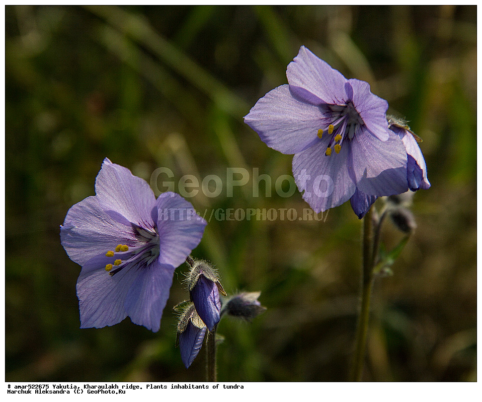 ����������� ������, ������, ����, ������������ ������, ������, ����, ���������, �������� ������, ������ ������, ����, ������, ��������, �����, ������ �������, ��������� ������, ������, �����