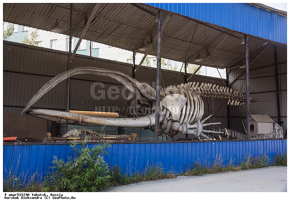 ������, ������