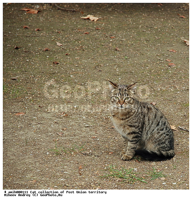 �������� ��������, ��������, ���, �������, ����, ���������, �����, ��������, ��������, �������������, �������������, �����, �����, �������, ������, XYZ, �������, Felidae, �������� �����, Felis catus, Felis silvestris c�tus