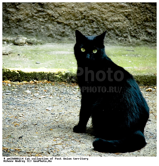 ����, ������, �������� ��������, ��������, ���, �������, ����, ������, ��������, ��������, �������������, �������������, �����, �����, �������, ������, XYZ, �������, Felidae, �������� �����, Felis catus, Felis silvestris c�tus