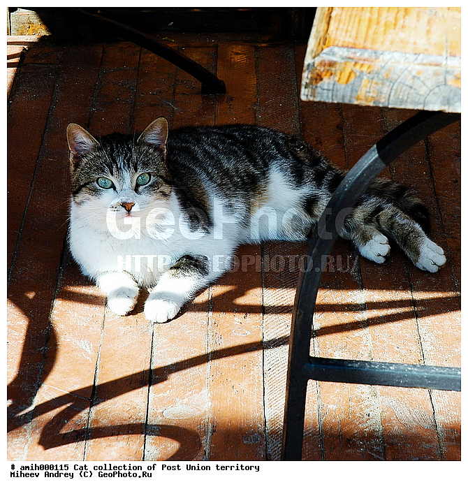 ����, �������� ��������, ��������, ����, ���, �������, ����, ��������, ��������, �������������, �������������, �����, �����, �������, ������, XYZ, �������, Felidae, �������� �����, Felis catus, Felis silvestris c�tus