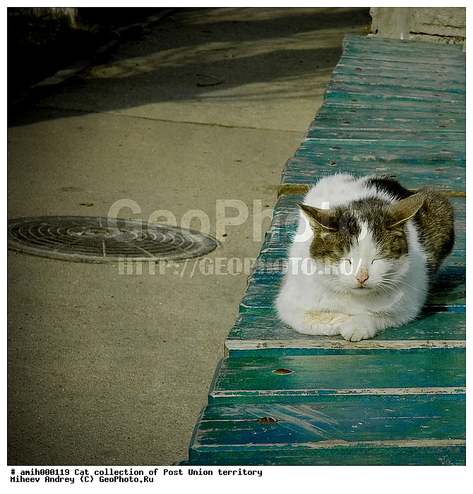 ���������, �������� ��������, ��������, ���, �������, ����, �������, ���, ����, ��������, ��������, �������������, �������������, �����, �����, �������, ������, XYZ, �������, Felidae, �������� �����, Felis catus, Felis silvestris c�tus