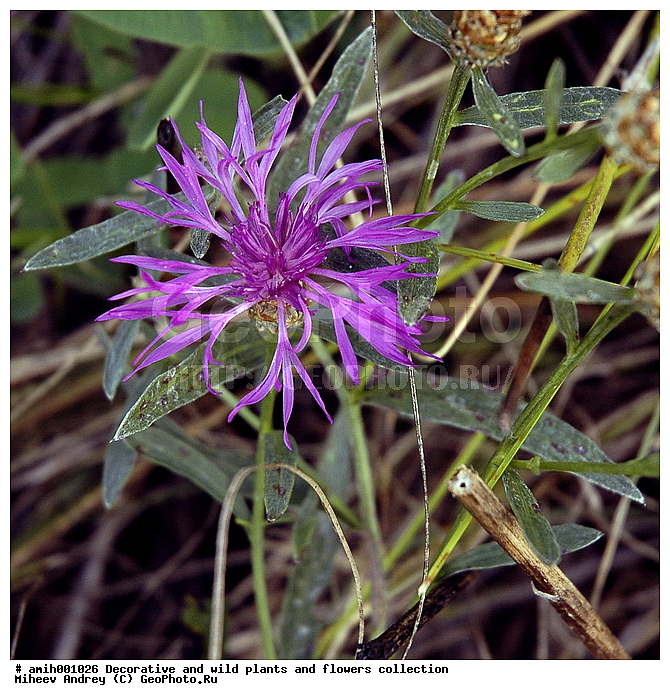 ������, ������, �����, ������������, ����, ��������, ��������, �����, ������ ��������, ���������� ��������, ������� ��������, ������, �����, XYZ, ��������, �������������, Asteraceae, Compositae, ������ ������������, ������� ������������, Centaurea sadleriana