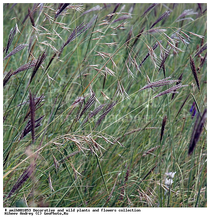 ������, �����, ������������, ����, ��������