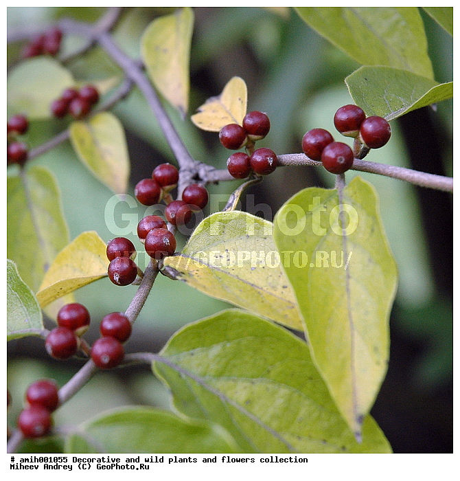 ������, �����, ������������, ����, ��������