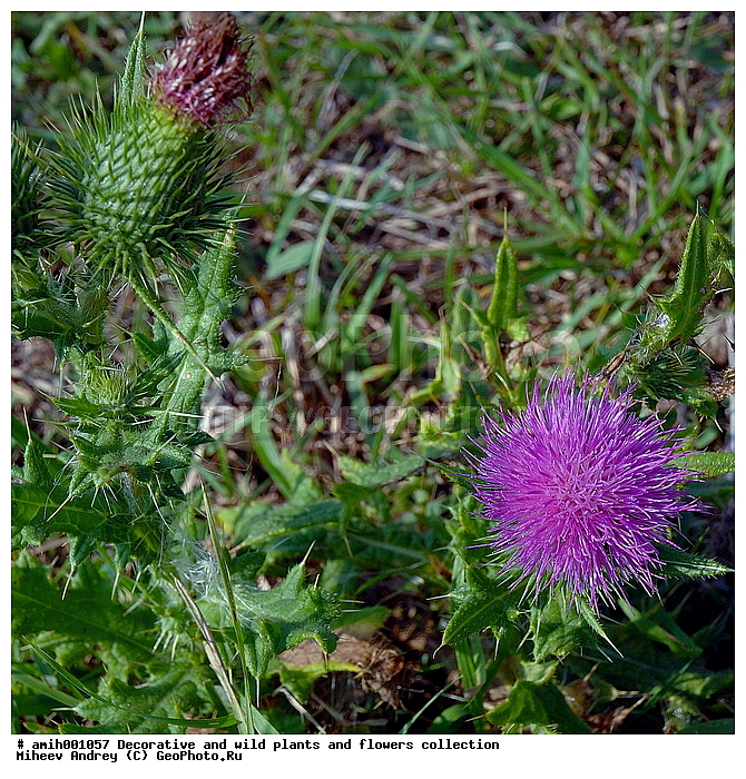 ������, �����, ������������, ����, ��������