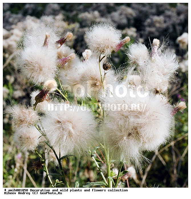 ������, �����, ������������, ����, ��������