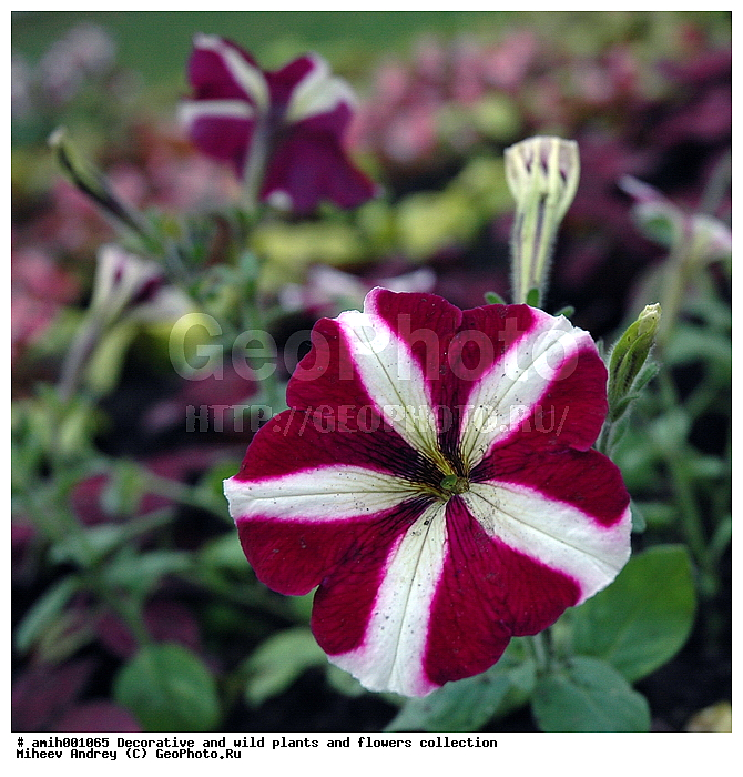 �������, ������, �����, ������������, ����, ��������