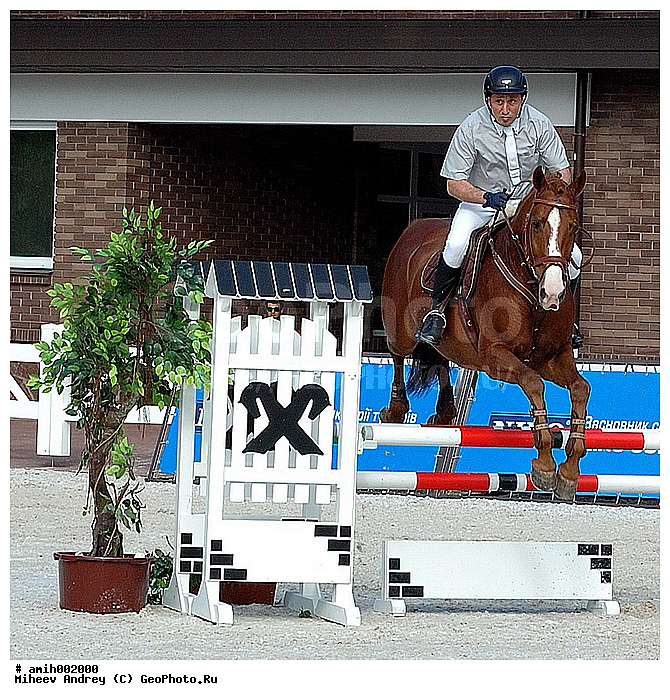 ������, �������, ������, ������ ������������, ������ �����, ����, ������, ��������, �����������, ������, ��������, ��������, �������������, �������������, �����, �����, XYZ, ���������, Equidae, �������� ������, Equus ferus caballus