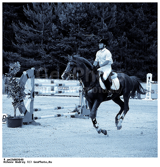 ������, �������, �����, ������, ������ ������������, ������ �����, ����, ������, ��������, �����������, ��������, ��������, �������������, �������������, �����, �����, XYZ, ���������, Equidae, �������� ������, Equus ferus caballus