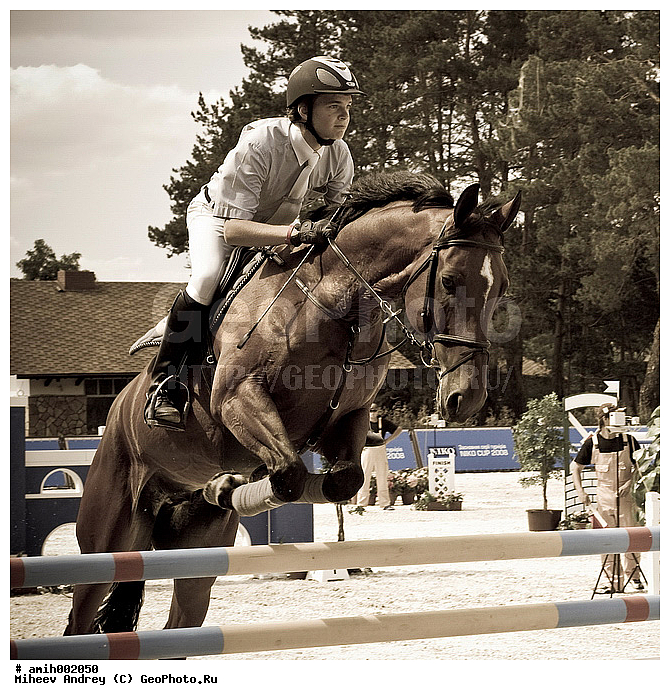 ������, �������, ������, ������ ������������, ������ �����, ����, ������, ��������, �����������, ������, ��������, ��������, �������������, �������������, �����, �����, XYZ, ���������, Equidae, �������� ������, Equus ferus caballus