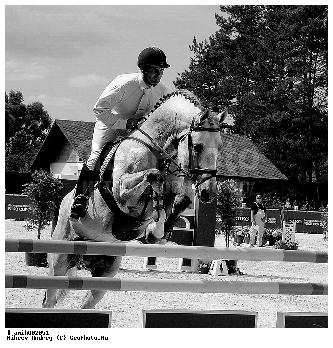 ������, �������, ������, ������ ������������, ������ �����, ����, ������, ��������, �����������, ������, ��������, ��������, �������������, �������������, �����, �����, XYZ, ���������, Equidae, �������� ������, Equus ferus caballus