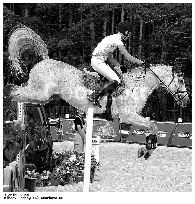 ������, �������, ������, ������ ������������, ������ �����, ����, ������, ��������, �����������, ������, ��������, ��������, �������������, �������������, �����, �����, XYZ, ���������, Equidae, �������� ������, Equus ferus caballus