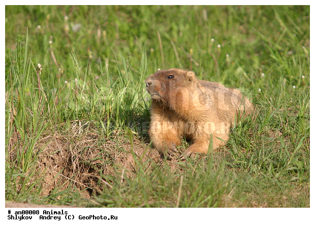 ���������, ������, �������, �������, �������������. ��������, �������, �����, �����, ��������, ��������, �������������, �������������, �����, �����, �������, XYZ, �������, Sciuridae, ������, �����, ������������ �����, ������� �����, Marmota bobak, Arctomys bobak, Arctomys bobac