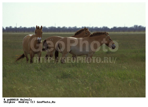 Animals, Askania-Nova, Tatarstan, Ukraine, horses, mammals, reserve