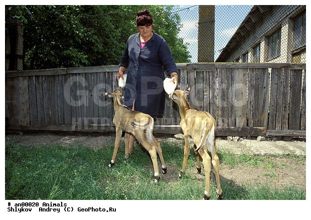 �������-����, ������, �������, ��������, �������, ��������, ����������, �����, �������������, �������. �������������, �����