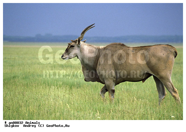 �������-����, ������, �������, ��������, ��������, ����������, �����, �������������, �������. �������������, �����