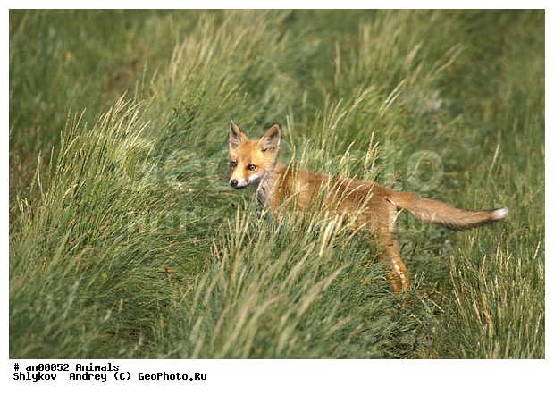�������-����, �������, ��������. �������������, ����������, ������, �������, �����, �����, �������, �������������, �����, �����, ������, �������, ������, Canidae, ������������ ������, ����� ������, Vulpes vulpes, ����, XYZ
