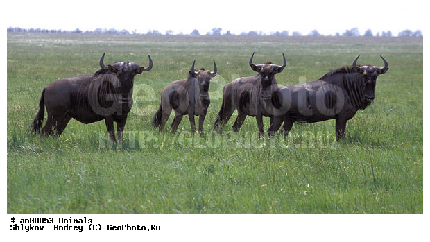 �������-����, ������, �������, ��������, ��� ����������, ��������, �������������, �������. �������������, �����