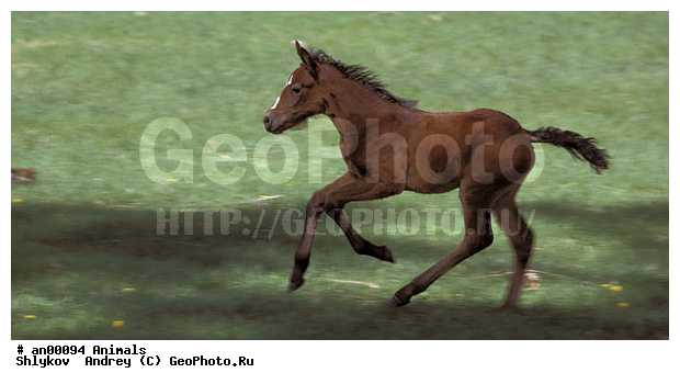 ������, ����, ��������, ��������, �������������, �������������, �����, �����, XYZ, ���������, Equidae, �������� ������, Equus ferus caballus