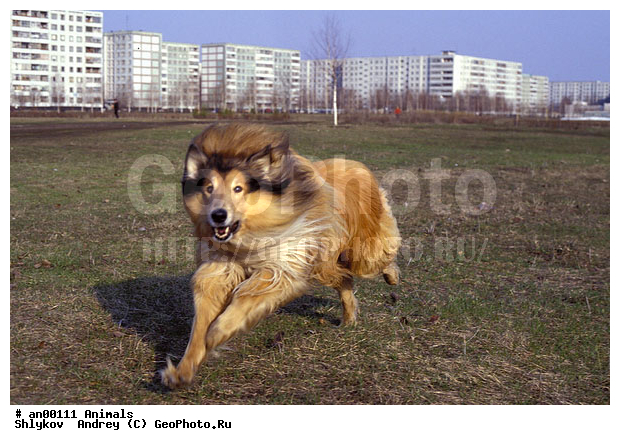 ���������, �����, �������������. ��������, �������, ������, �����, �������