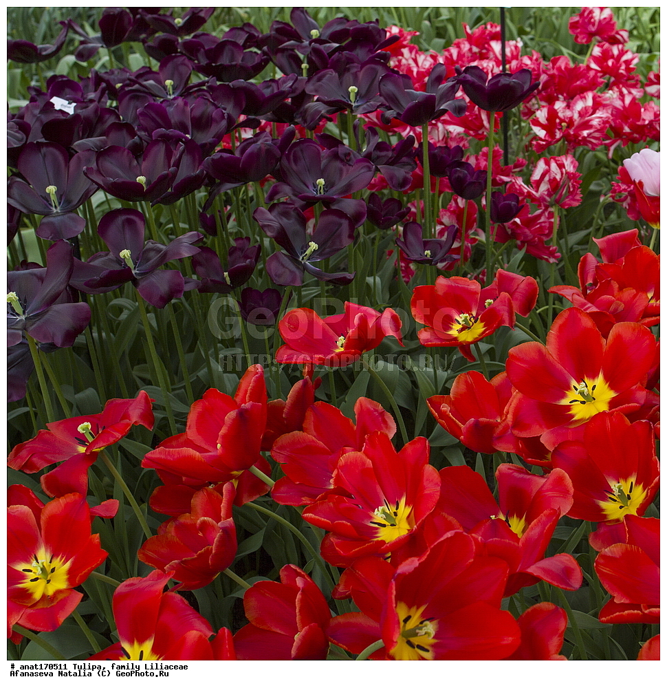  ��������, ��������� ��������, ��������, �����, ������������� �����, ���� ������