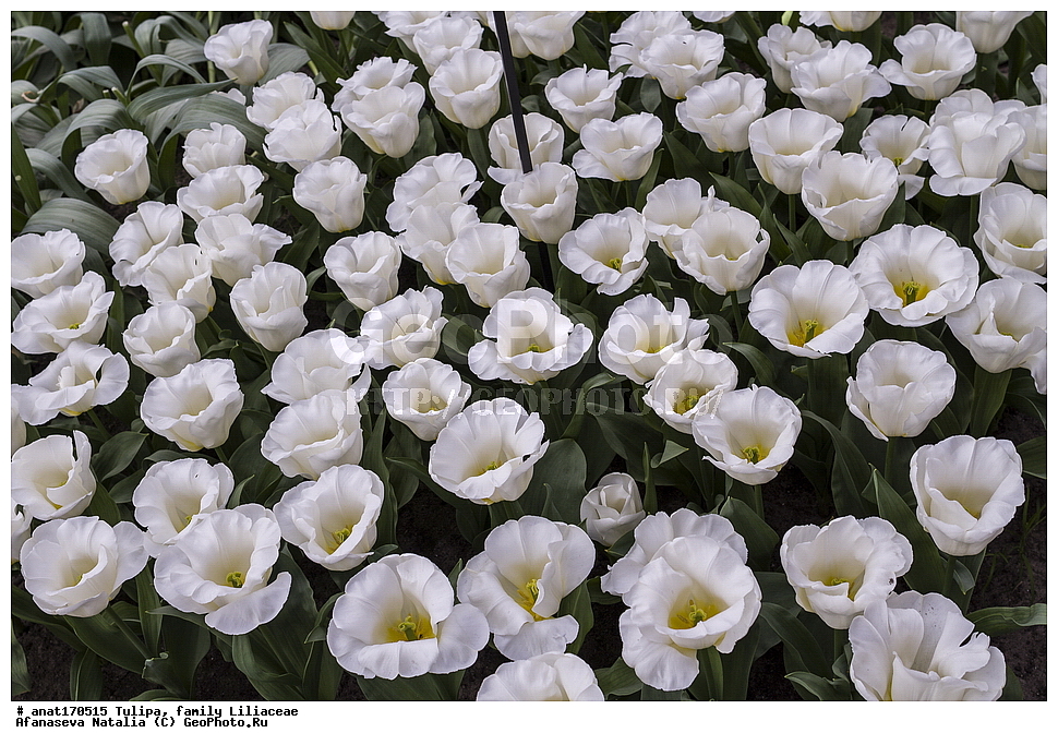 ��������, ��������� ��������, �����, ������, ��������, ����� �����, ���� ������