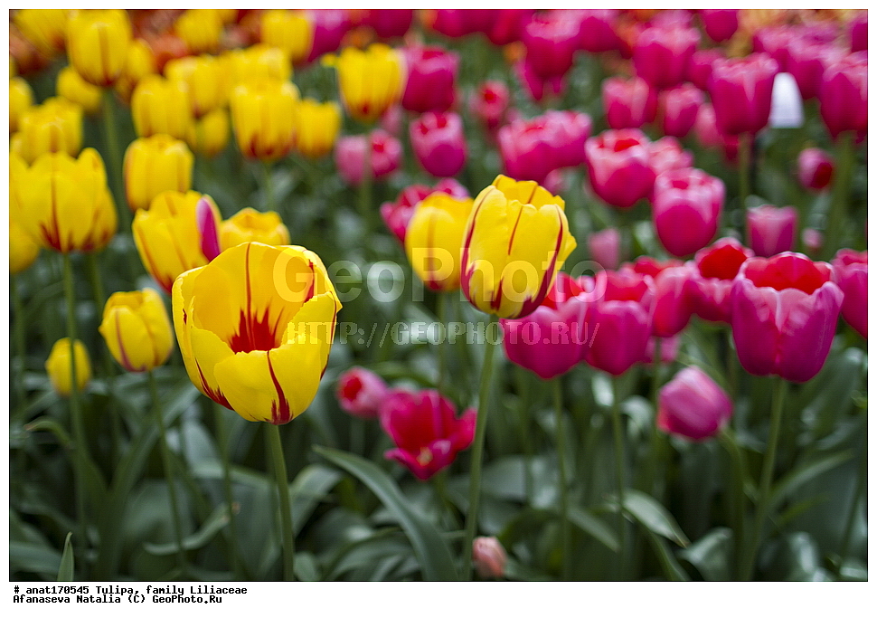  ��������, ��������� ��������, ��������, �����, ������� �����, ������ �����, ���� ������