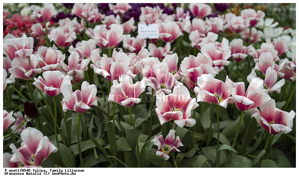 ��������, ��������� ��������, �����, ������, ��������, ������� �����, ���� �������