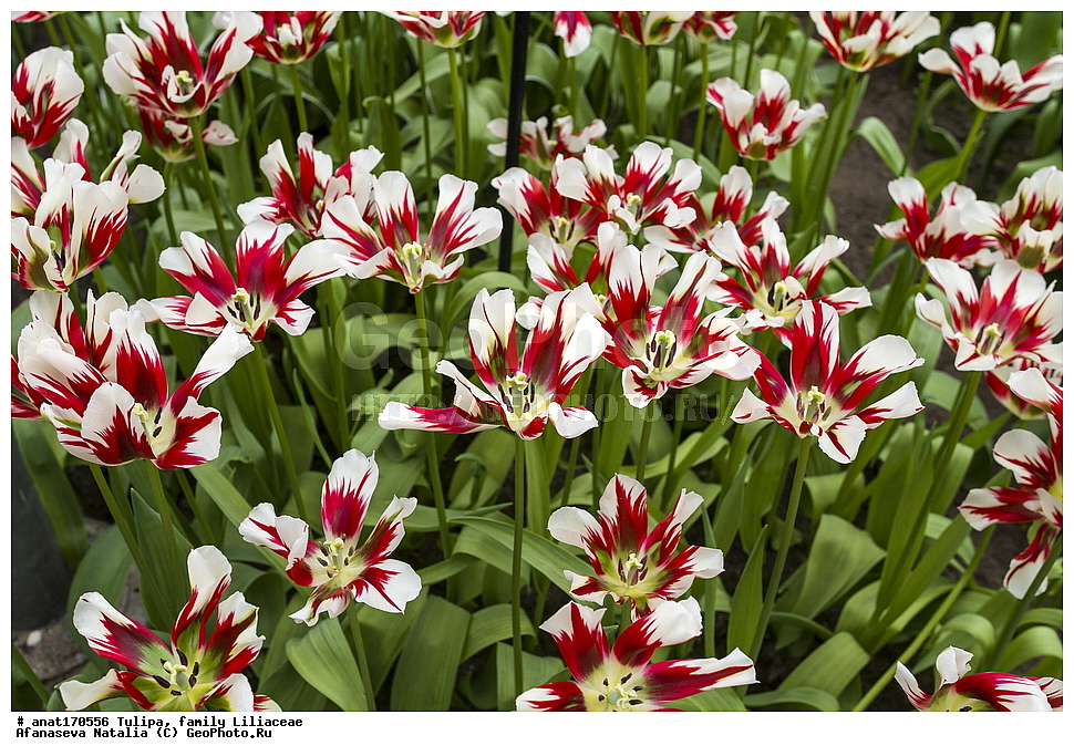  ��������, ��������� ��������, ��������, �����, ������, ����� �����, ���� ������