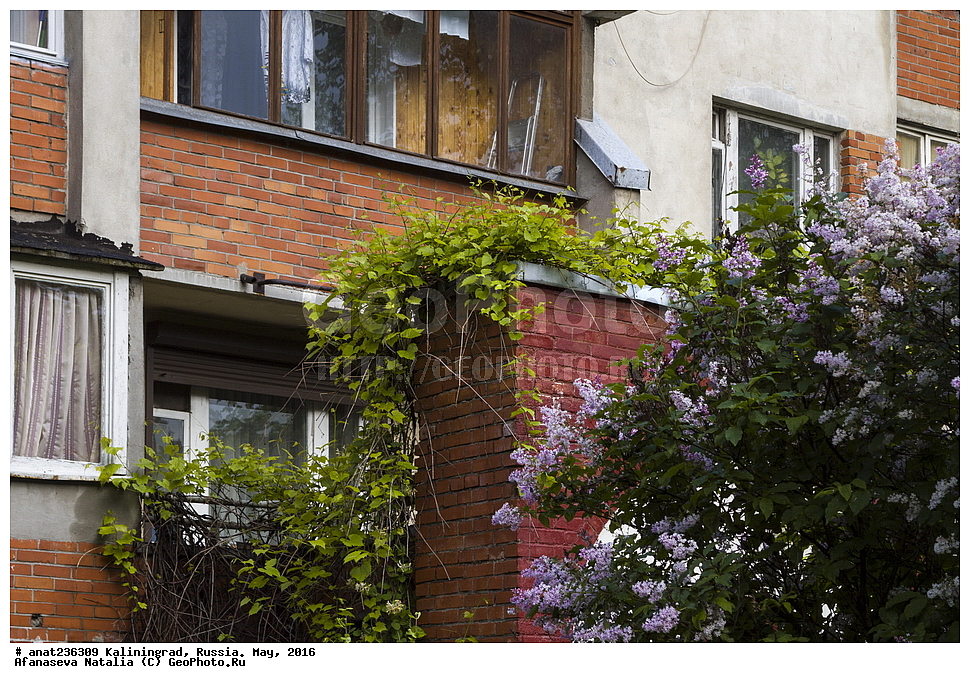 �����������, �����, ���������