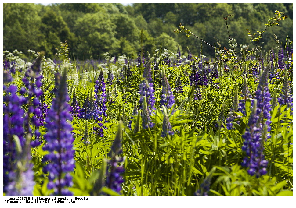 ��������, ������, �, �����, ������