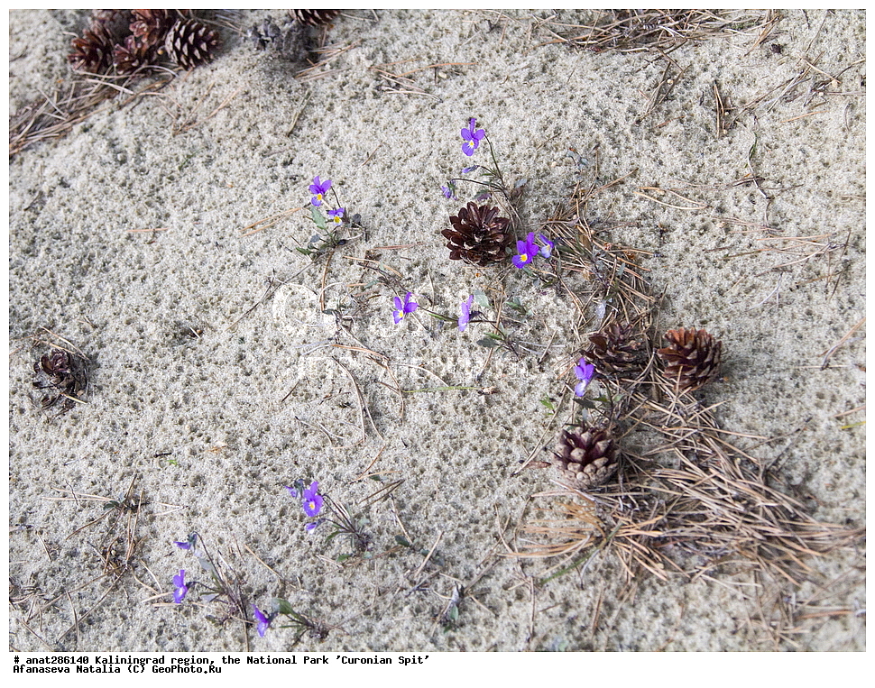 ���������������, �������, , ������������, ����, '��������, ����', �����, ��, �����