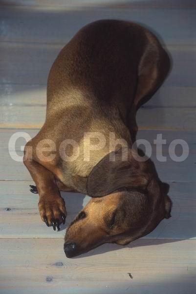 ������, ������, ���, �����