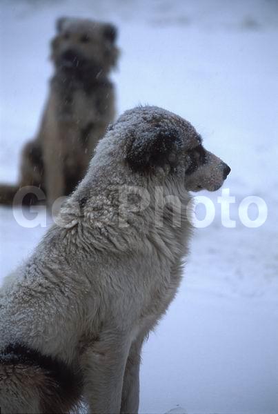 ����, ��������� ������, ������, ������ �����, �����, ����, ������