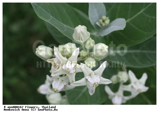 ����, �������, �����, �����, ��������, ������, ��������, ��������, �����������, �������, �����, ������, �����, ������������