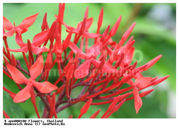 ����, �������, �����, �������, ��������, ������, ��������, ��������, �����������, �������, �����, ������, �����, ������������