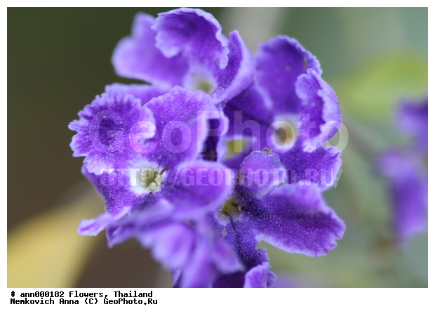 ����, �������, �����, ��������, ��������, ��������, �����������, �������, ����������, �����, ������, �����, ������������